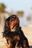 KING CHARLES SPANIEL 023